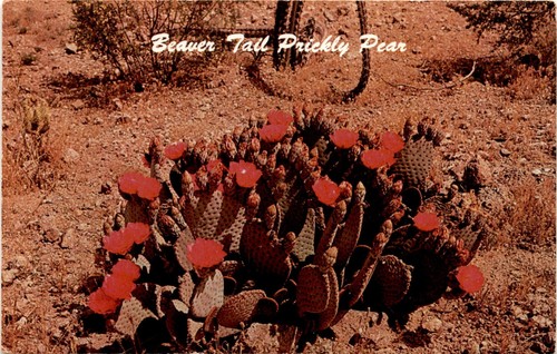 Beaver tail prickly - tail,