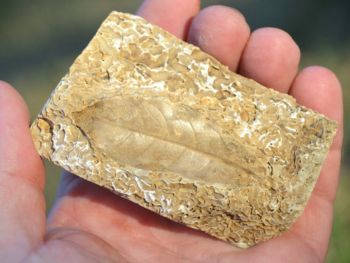 Amazing rare fossil - amazing,