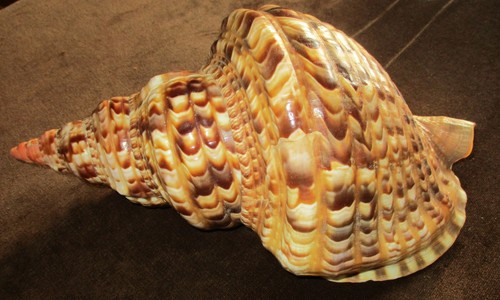 Giant triton trumpet - giant, triton's