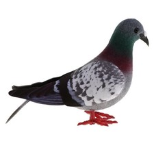 Animal model, pigeon model