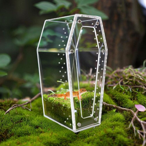 Acrylic spider enclosure - acrylic,