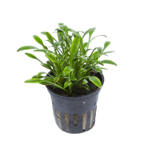 Cryptocoryne parva tropica - parva,