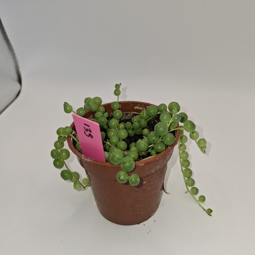 String pearls senecio - of,