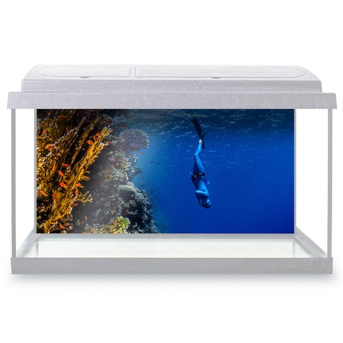 Fish tank background freediver - fish,