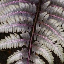 ATHYRIUM NIPPONICUM