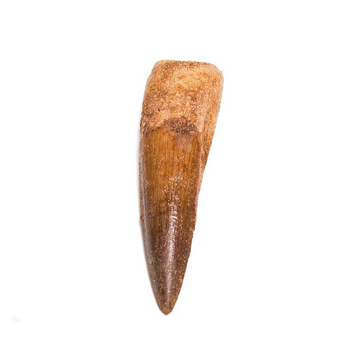 Spinosaur spinosaurus tooth - spinosaur,