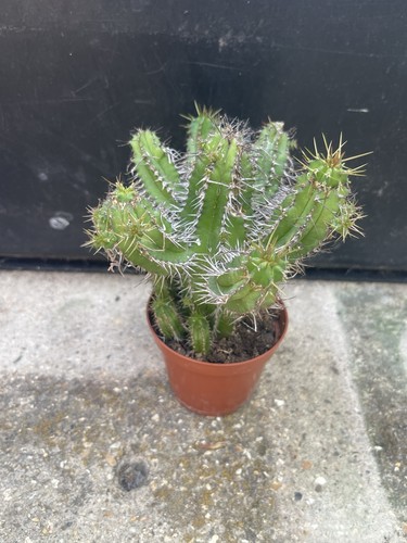 Euphorbia fruticosa succulent - fruticosa,