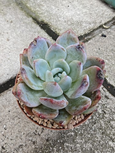 Echeveria monroe hybrid - echeveria,