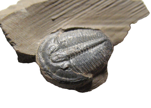 Cambrian elrathia kingi - cambrian,