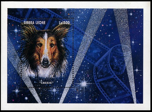 Rough collie lassie - collie, sheep-dog