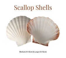 Natural Scallop Shells |