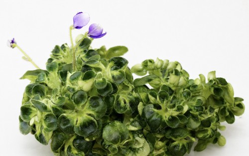 African violet - african,