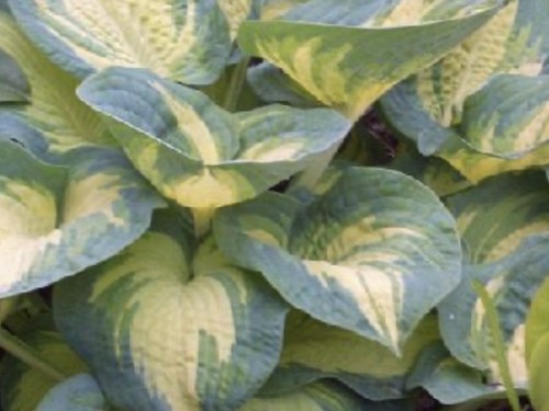 Hosta great expectations - hosta,