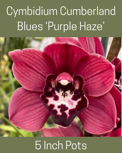 Cymbidium cumberland blues - cymbidium,