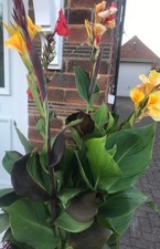 Canna Cleopatra Rhizome