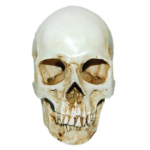 Lifesize human skull replica - lifesize,