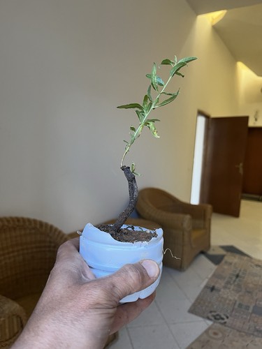 Almond bonsai yamadori - bonsai,,