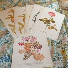 Vtg 80s Botanical Prints x 24
