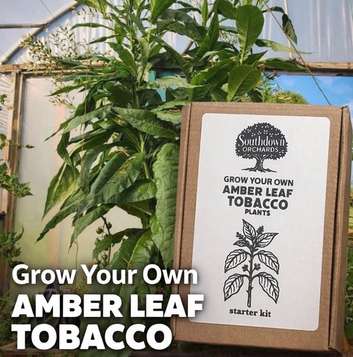 Grow your own tobacco kit - own,