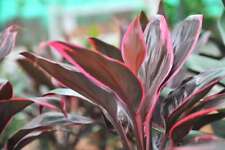 Cordyline ‘Red edge’  - Tropical Water Live Aquarium Plants