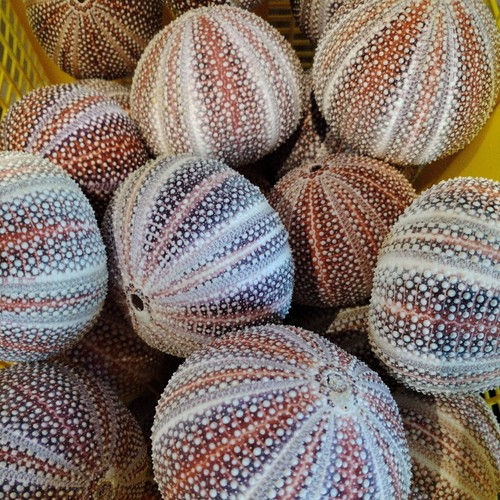 Large scottish sea urchins - scottish,