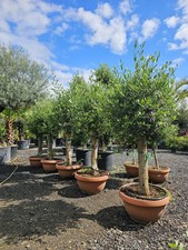 1 x 5.5-6ft  Olive Tree In Bowl . Premium Quality, Personal Delivery! Nationwide