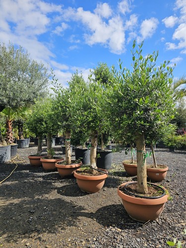 6ft olive tree - x,