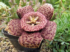 Orbea variegata 10 - Rooted