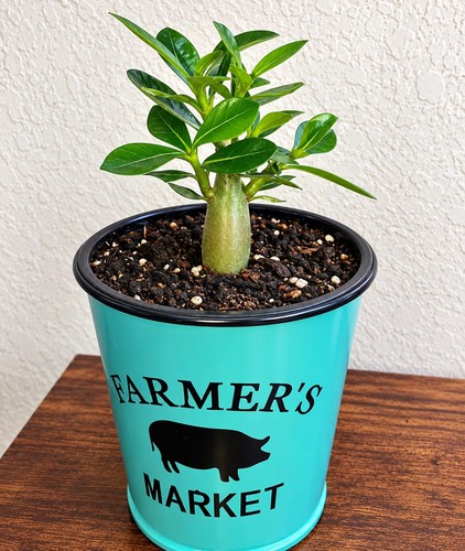 Exotic desert rose seedling - desert,