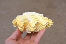 natural Clam Clamshell Natural