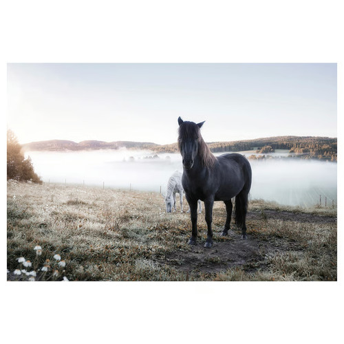 Ikea bjorksta grazing horses - ikea,