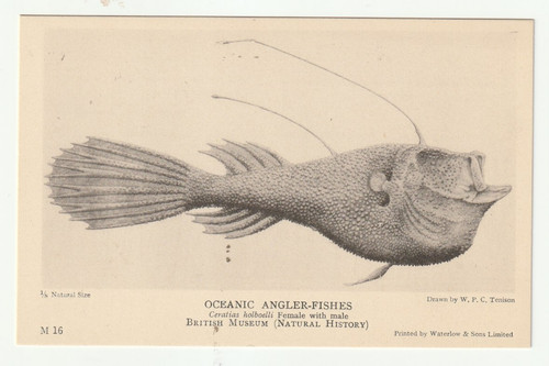 Oceanic angler fish m16 - angler,