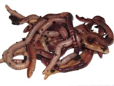 Yorkshire Worms LARGE