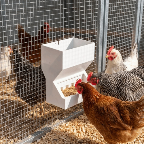 Chicken poultry feeder - chicken,