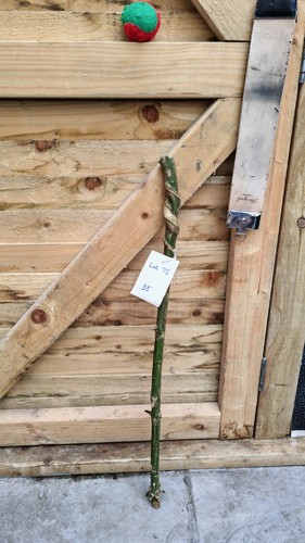 Twisted twisty wood - holly,