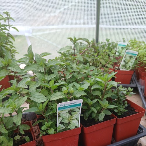 Chocolate mint herb 9cm - 9cm, pot