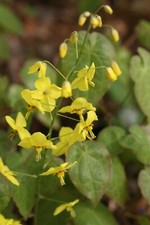 Epimedium perralchium
