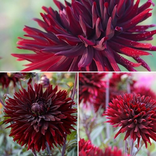 Cactus dahlia black jack - black,