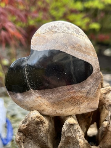 Petrified fossilised wood - petrified,