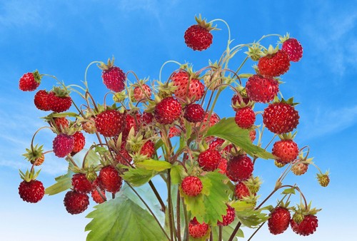 100 alpine strawberry - 100,