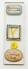 ANTIQUE  NEVILLE  MICROSCOPE SLIDE,  SERTULARIA ZOOPHYTE