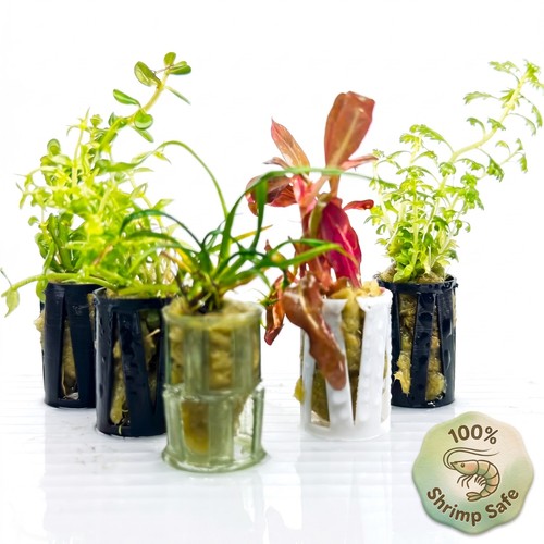 Tropical live aquarium - live,