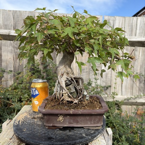 Trident maple bonsai - bonsai, 20