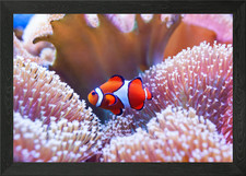 Clown fish Framed Wall Art
