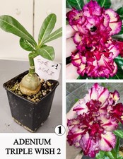 ADENIUM TRIPLE WISH 2 N1 DESERT ROSE SUCCULENT