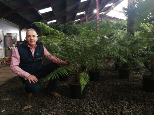 Pot grown dicksonia antarctica - pot,