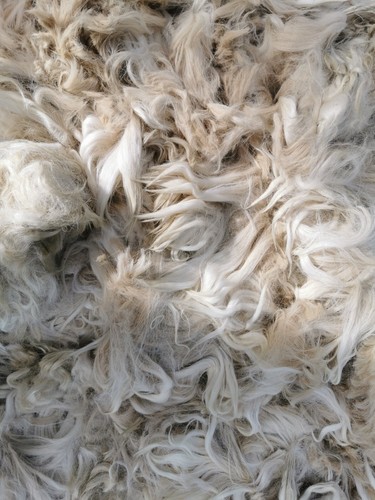 Alpaca fleece suri raw - suri,