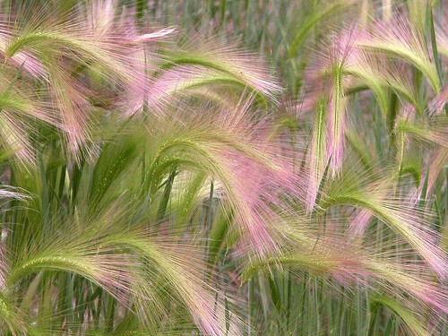 Hordeum jubatum seeds - jubatum,