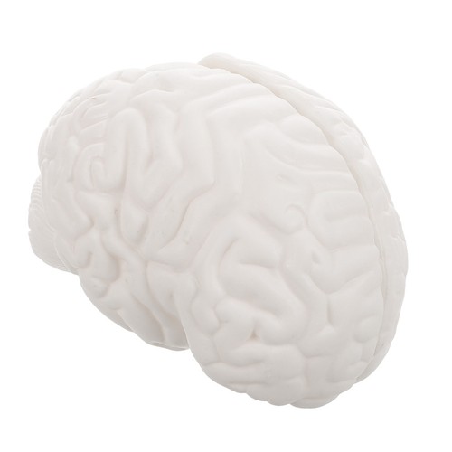 Human skull brain - human,