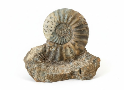 Scunthorpe ammonite - scunthorpe,
